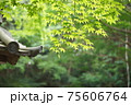 瓦屋根と緑美しい初夏のもみじ 75606764