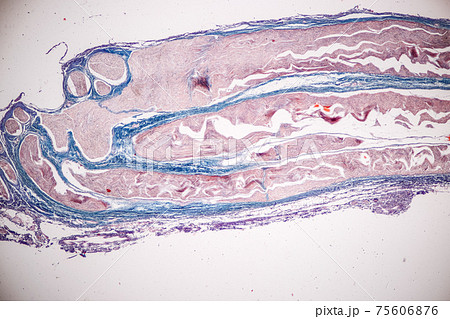 Education Spinal cord, Nerve, Cerebellum, Cortex and Motor Neuron Human under the microscope in Lab. Education Spinal cord, Nerve, Cerebellum, Cortex and Motor Neuron Human under the microscope in Lab. 75606876