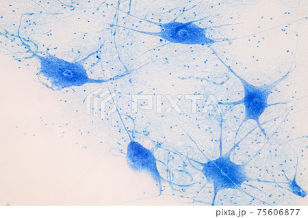 Education Spinal cord, Nerve, Cerebellum, Cortex and Motor Neuron Human under the microscope in Lab. Education Spinal cord, Nerve, Cerebellum, Cortex and Motor Neuron Human under the microscope in Lab. 75606877