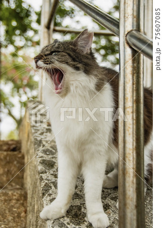 野生のねこ 野生のねこ 75607085