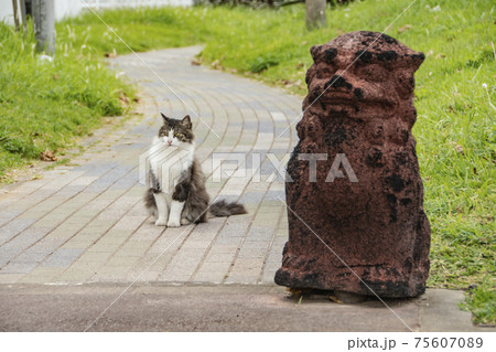 野生のねこ 野生のねこ 75607089