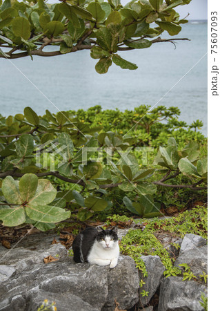 野生のねこ 野生のねこ 75607093