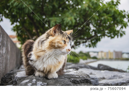 野生のねこ 野生のねこ 75607094