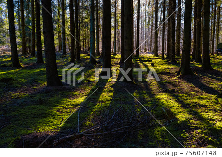 A picture of a pine forest in beautiful early morning light. Green moss on the ground 75607148