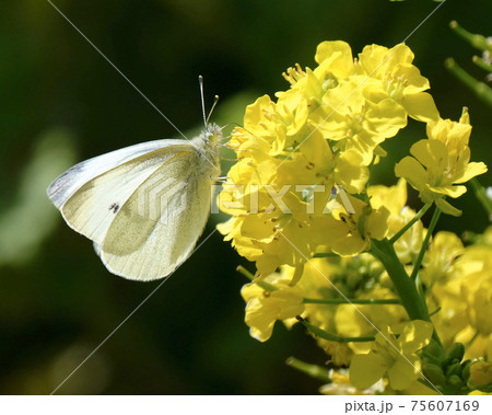 春の定番だけれど美しい光景　春光を浴びて菜の花で吸蜜するモンシロチョウ　 75607169