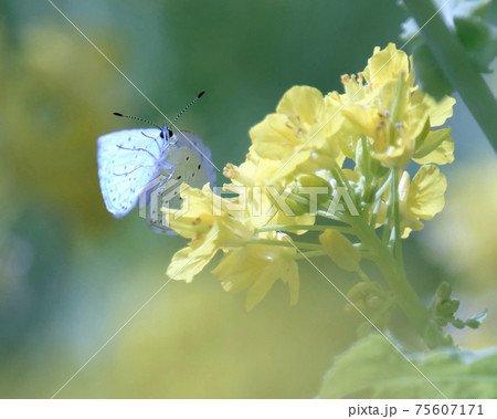 ルリシジミ 菜の花にすぐ隠れてしまうほどに小さいけれど 翅の青と花の黄色の組み合わせが素敵 飛行中 の写真素材