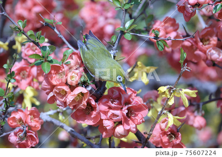 春の訪れ　赤いボケの花と蜜を吸いにきた緑のメジロ 75607224