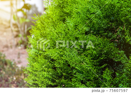evergreen thuja bush growing in a backyard garden close-up of a plant illuminated by sunlight. 75607597