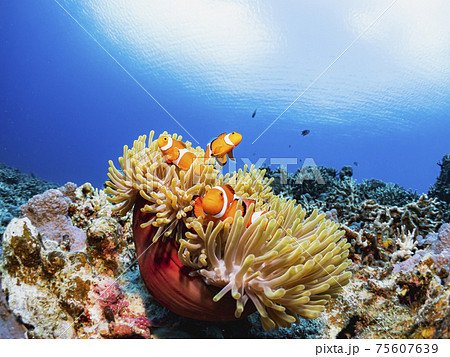 カクレクマノミ 75607639