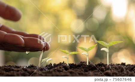 Growing crops on fertile soil and watering plants, including showing stages of plant growth, cropping concepts and investments for farmers. 75607646