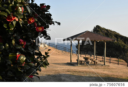 鵜原理想郷 手弱女平にある東屋の風景とツバキ 鵜原理想郷 手弱女平にある東屋の風景とツバキ 75607656
