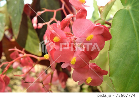 木立性ベゴニア 濃いンクの花アップ 木立性ベゴニア 濃いンクの花アップ 75607774