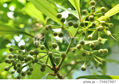 セイロンマンリョウ shoebutton つぼみアップ セイロンマンリョウ shoebutton つぼみアップ 75607997