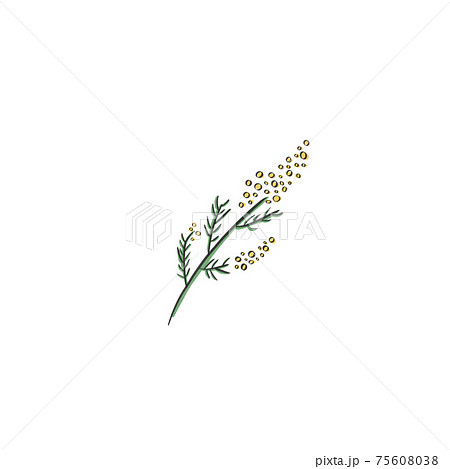 含羞草 插圖素材 圖庫