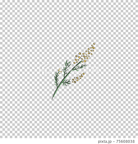 含羞草 含羞草 75608038