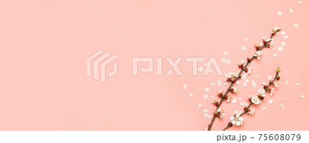 Spring fresh cherry flowers on pink background. Flat lay, top view. Spring fresh cherry flowers on pink background. Flat lay, top view. 75608079