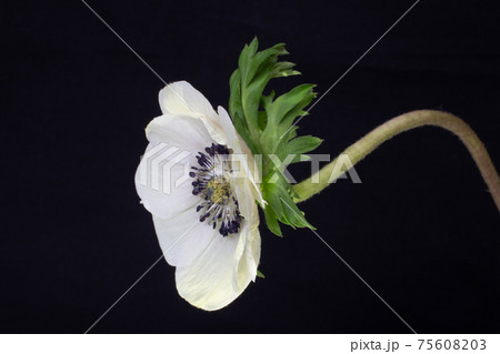 Flower on a black background 75608203