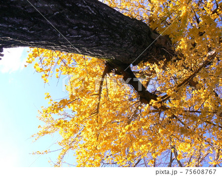 お寺の秋　銀杏 75608767