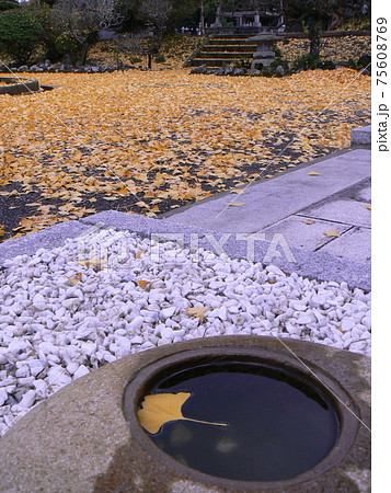 銀杏とつくばい 75608769