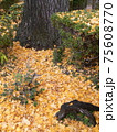 お寺の秋　銀杏 75608770