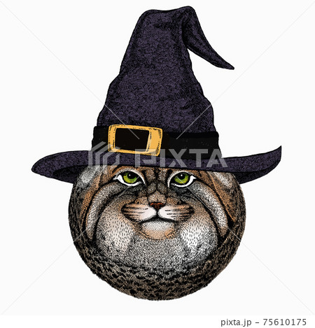 Pallass cat. Vector portrait, wild cat head, wild cat face. 75610175