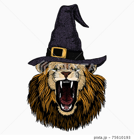 Lion head. Portrait of wild african animal. 75610193