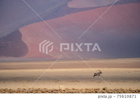 An oryx antilope in the desert of namib 75610871