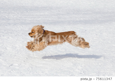 Cute cavalier king charles spaniel. Pet animals. Cute cavalier king charles spaniel. Pet animals. 75611347