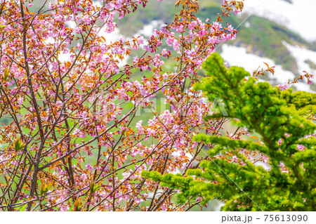 栂池自然園の初夏に咲く山桜　【長野県】 75613090