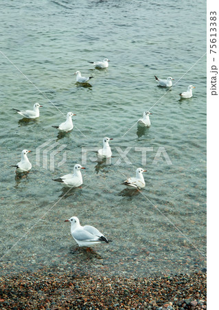 Flock of gull in clear winter sea Flock of gull in clear winter sea 75613383