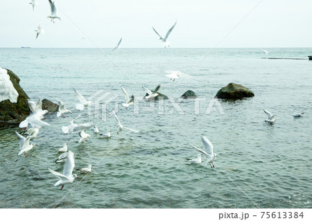 Flock of gull in clear winter sea Flock of gull in clear winter sea 75613384