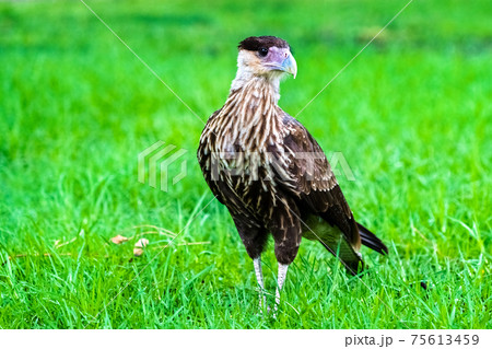 Crested caracara falcon on green grass in Argentina 75613459