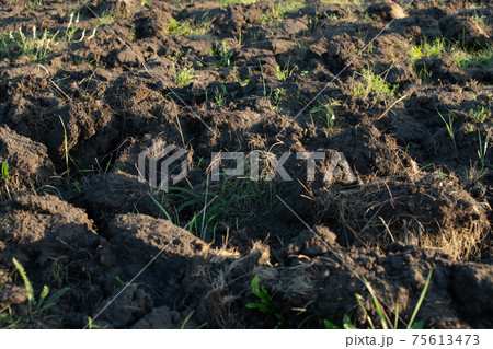 Fragment of the plowed land with weed 75613473
