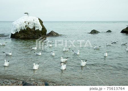 Flock of gull in clear winter sea 75613764