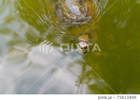 Yellow-headed temple turtle (Heosemys annandalii) swims turbid green waters of the pond in Thailand Yellow-headed temple turtle (Heosemys annandalii) swims turbid green waters of the pond in Thailand 75613806