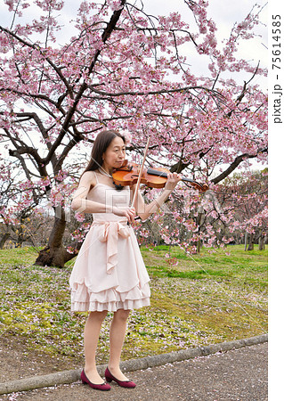 大寒桜の前でヴァイオリンの演奏をする女性 75614585