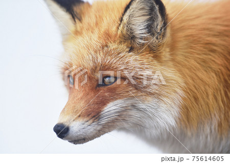 雪原を歩くキタキツネ(北海道) 雪原を歩くキタキツネ(北海道) 75614605