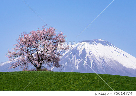 雪山と一本桜2 雪山と一本桜2 75614774