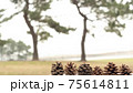 松ぼっくり 75614811