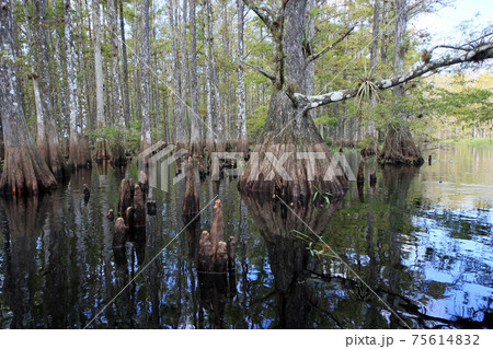 Cypress trees of Fisheating Creek, Florida. Cypress trees of Fisheating Creek, Florida. 75614832