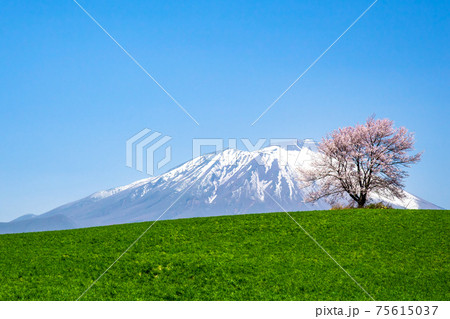 春の岩手山と桜 春の岩手山と桜 75615037