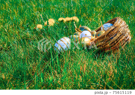 Easter eggs. Golden egg with yellow spring flowers in celebration basket on green grass background. Easter hunt concept. 75615119