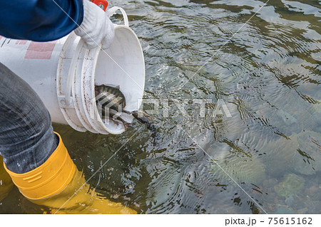 【中津川にヤマメを放流しています】 75615162