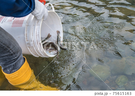 【中津川にヤマメを放流しています】 75615163