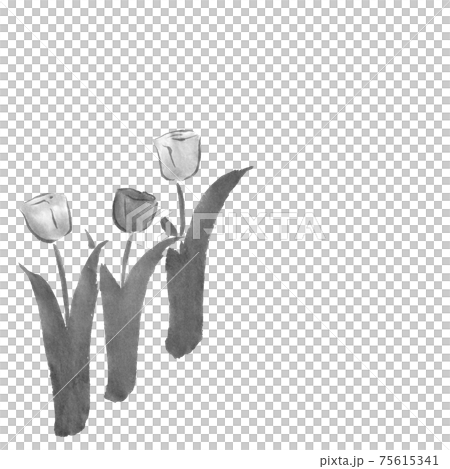 チューリップの花（墨の手描きイラスト）のイラスト素材 [75615341
