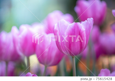 Beautiful bouquet of tulips. colorful tulips. nature background 75615428