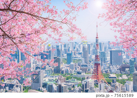 桜と東京都市風景 75615589