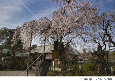 喜多院の見事なしだれ桜　埼玉県川越市 75615760