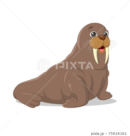 Cartoon Funny Walrus On White Backgroundのイラスト素材