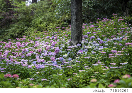 三室戸寺の紫陽花 75616265